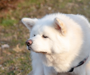 河田のアイコン、白い秋田犬の顔